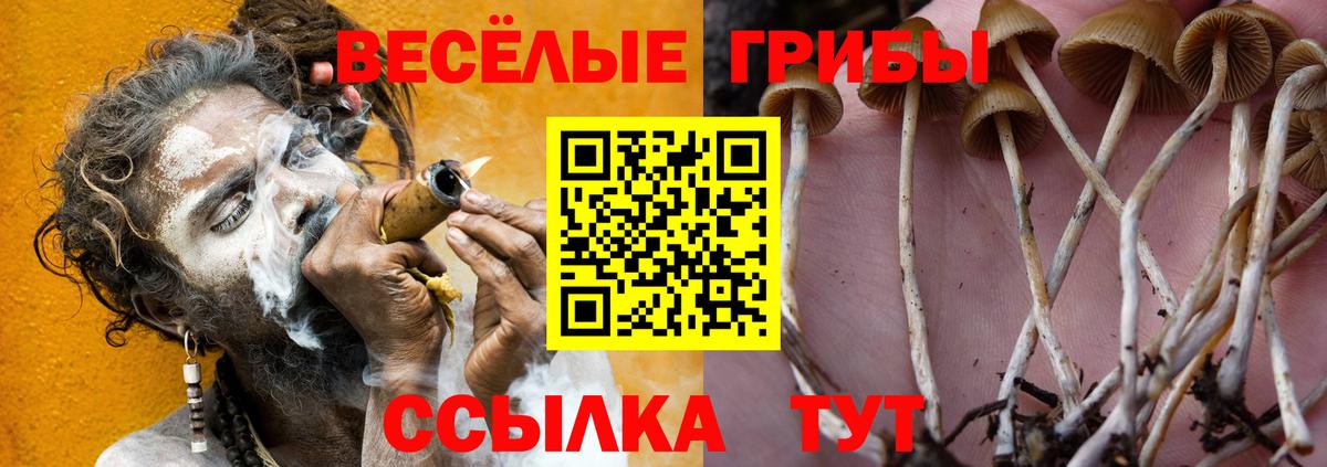 Галлюциногенные грибы Psilocybine cubensis Тулун